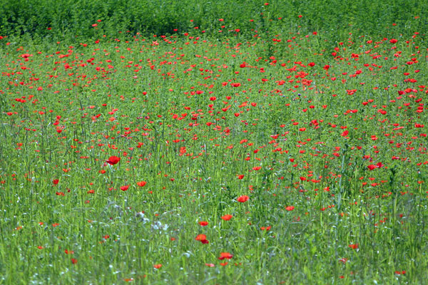 Poppy fields