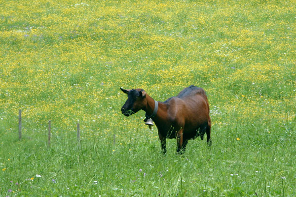 Perfect goat for the perfect country