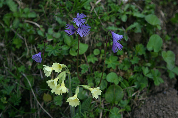 More Alpine flowers