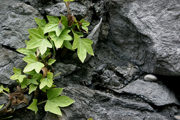 Lizard wall - with no lizards