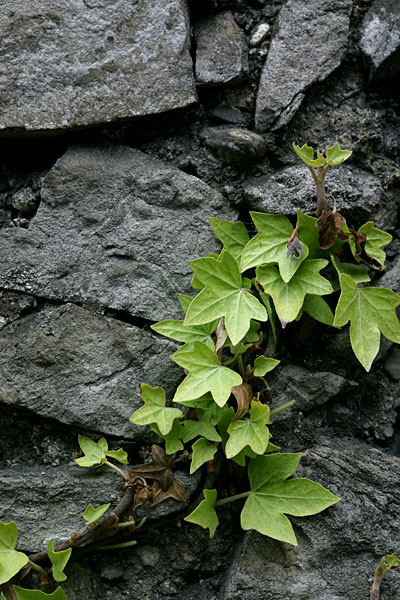 Lizard wall