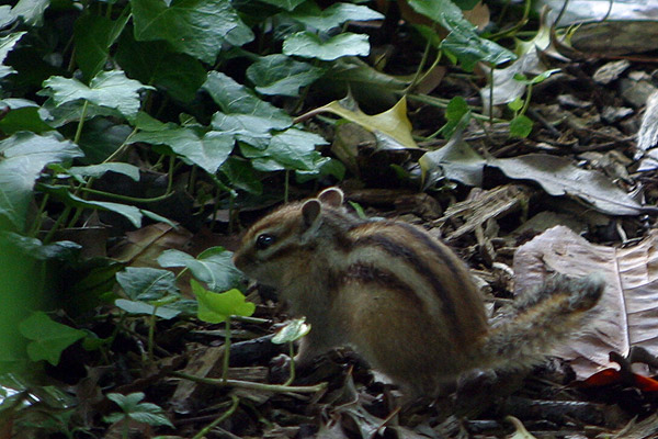 Animal