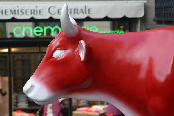 Cow #6