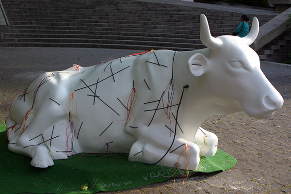 Cow #15