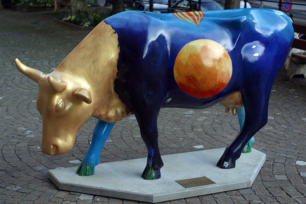 Cow #24