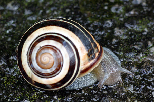 Snail
