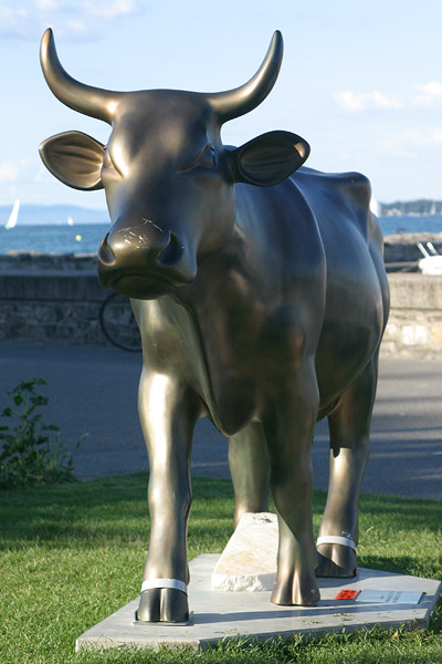 Cow #29