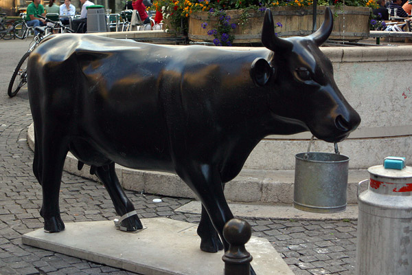 Cow #36