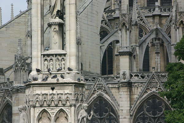 Pigeons on Notre Dame