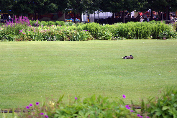 Lonely duck