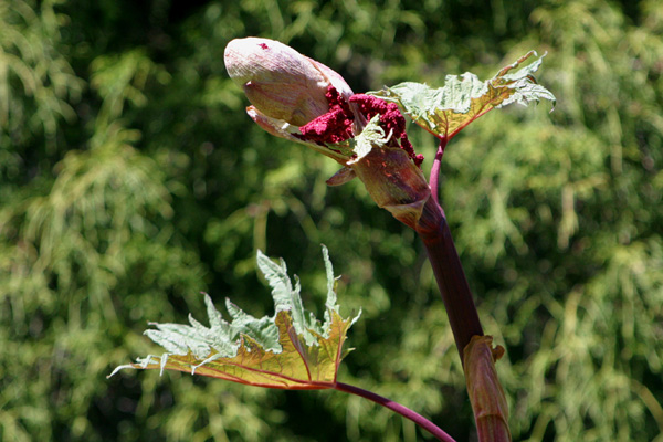 Jardin Botanique