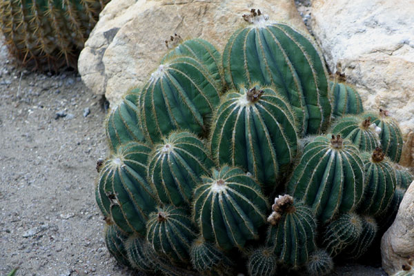Cactus