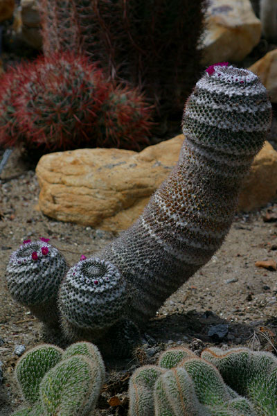 Cactus