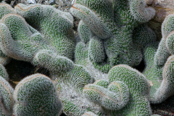 Cactus