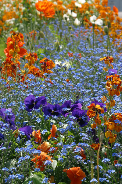 Flowers