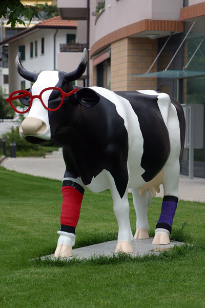 Cow #37