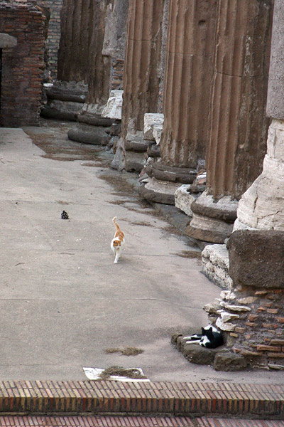 Ruins and cats