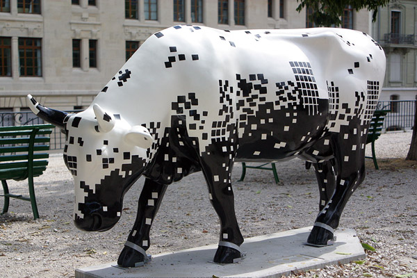Cow #43