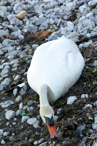 Daddy swan