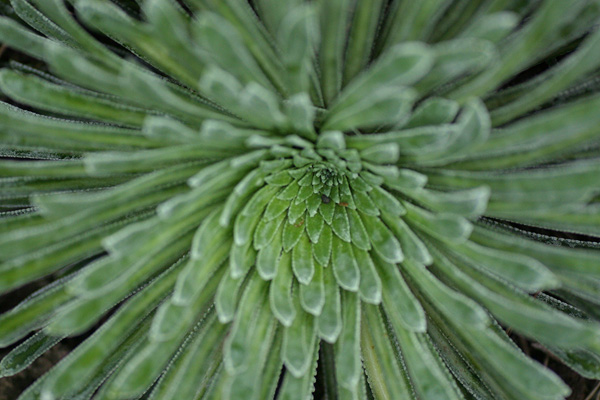 Jardin Botanique